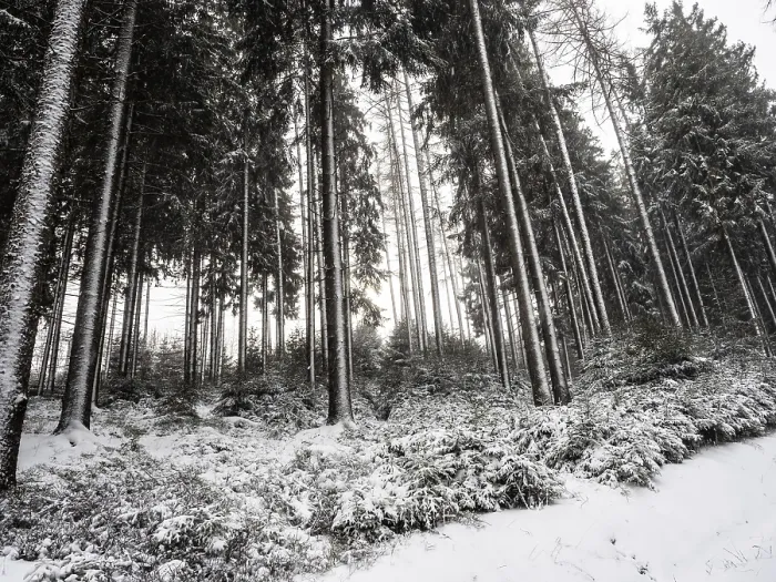Framed Print : Trees in snowfall in the winter forest Framed Print : Trees in snowfall in the winter forest