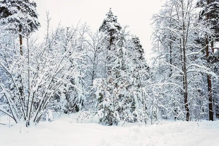 Framed Print : Trees in a snowy forest Framed Print : Trees in a snowy forest