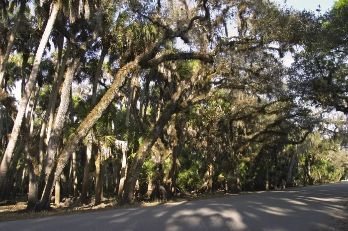 Framed Print : Trees with spanish moss in Myakka River State Park Florida Tillandsia usneoides