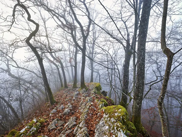 Framed Print : Trees surrounded by moss-covered