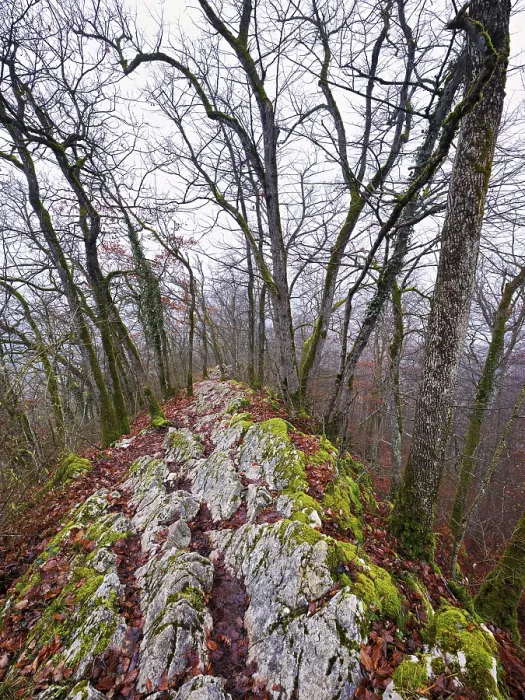 Framed Print : Trees surrounded by moss-covered