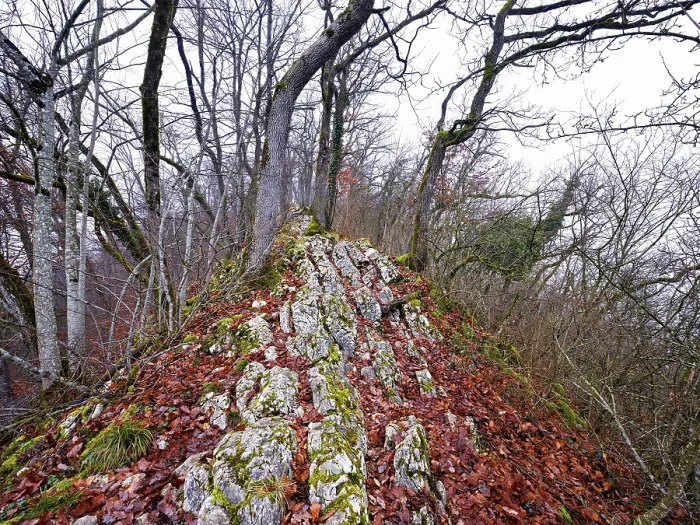 Framed Print : Trees surrounded by moss-covered