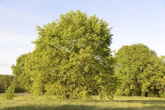 Framed Print : Trees, tree, landscape, nature