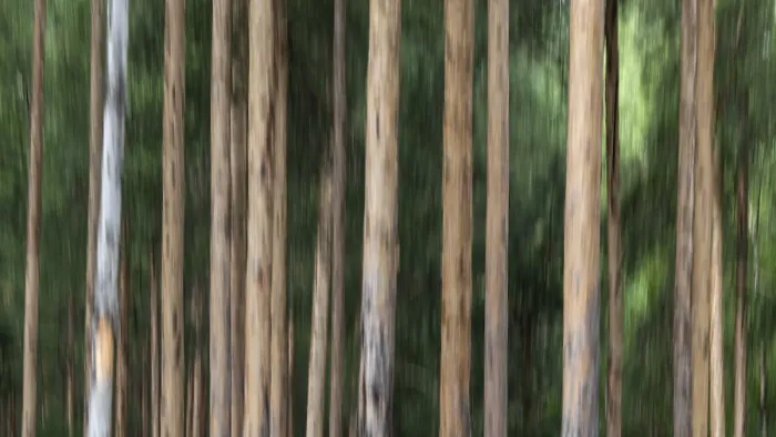 Framed Print : Trees, tree trunks, forest, wiping picture Framed Print : Trees, tree trunks, forest, wiping picture