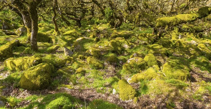 Framed Print : Trees in upland oakwood moss covered granite boulders
