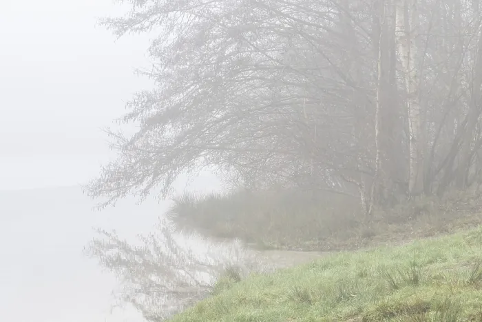 Framed Print : Trees at the water's edge in the fog Framed Print : Trees at the water's edge in the fog