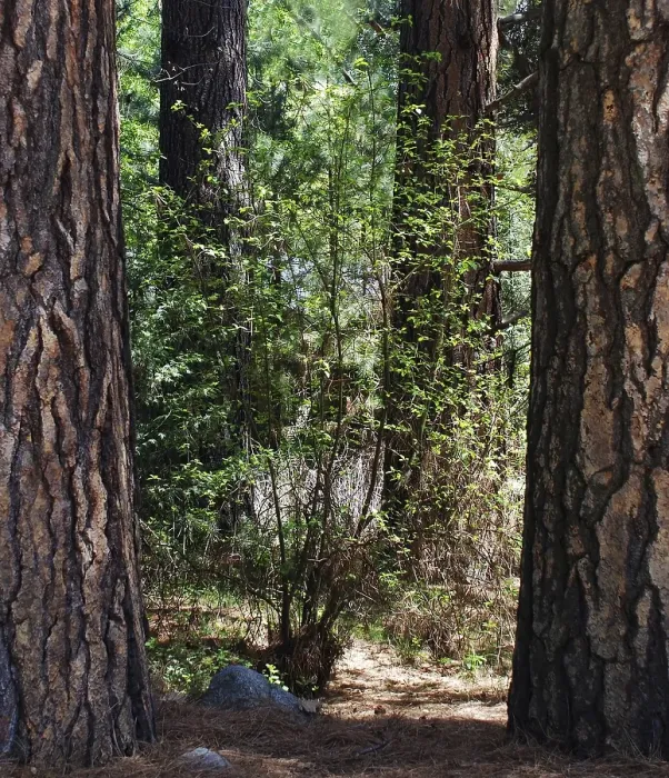 Framed Print : Trees, World Heritage Site 1984, Yosemite National park, California, USA United States of America Framed Print : Trees, World Heritage Site 1984, Yosemite National park, California, USA United States of America