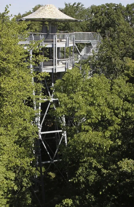 Framed Print : Treetop trail in the Hainich National Park