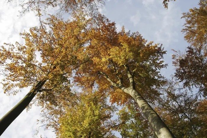 Framed Print : Treetops of autumnal colored beeches from below