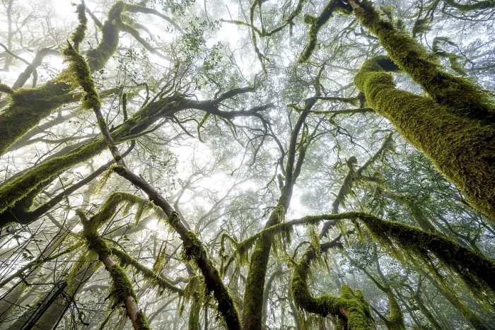 Framed Print : Treetops, laurel trees with mosses and lichens