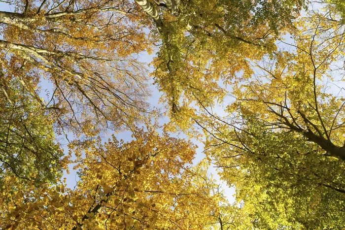 Framed Print : Treetops in a mixed forest with autumn leaves Framed Print : Treetops in a mixed forest with autumn leaves