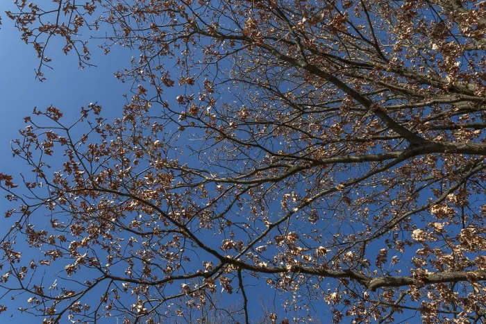 Framed Print : Treetops with withered brown leaves in front of a blue sky