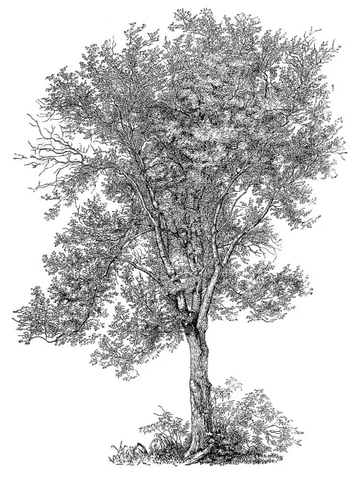 Framed Print : tremula, colloquially known as aspen Framed Print : tremula, colloquially known as aspen