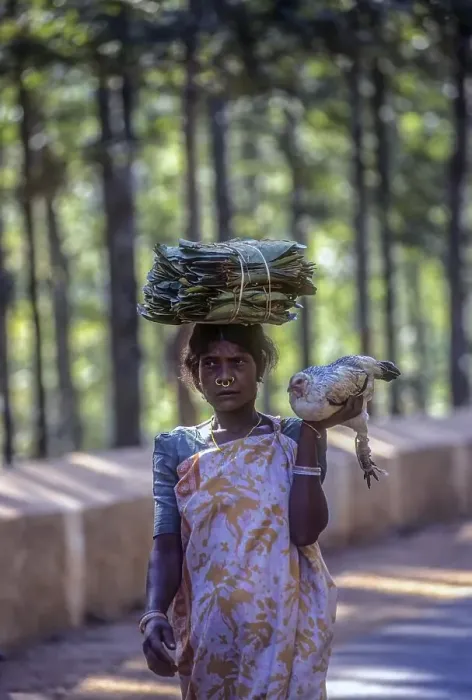 Framed Print : A tribal woman carrying a bundle on her head Framed Print : A tribal woman carrying a bundle on her head