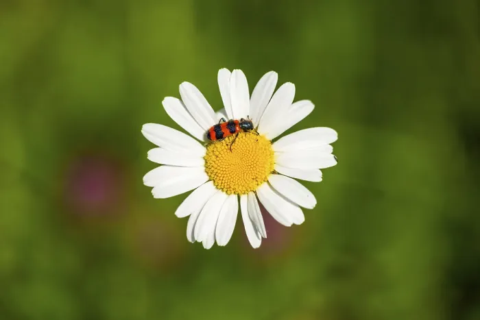 Framed Print : Trichodes apiarius beetle on a ox-eye daisy (Leucanthemum vulgare) blossom in summer