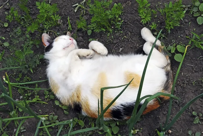 Framed Print : A tricolor cat sleeps on the ground with its belly up Framed Print : A tricolor cat sleeps on the ground with its belly up