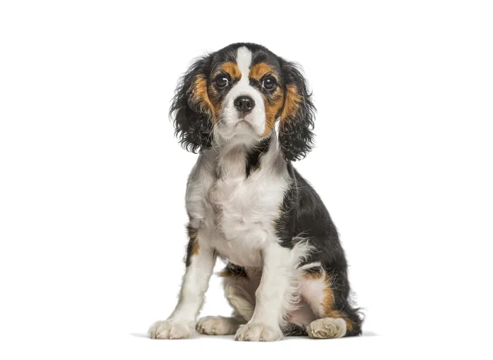 Framed Print : Tricolor cavalier king charles spaniel puppy sitting on a white background looking forward