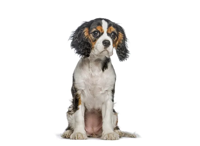 Framed Print : Tricolor cavalier puppy sitting calmly