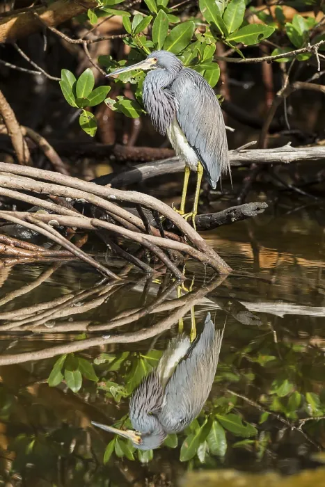 Framed Print : Tricolored heron (Egretta tricolor) Framed Print : Tricolored heron (Egretta tricolor)