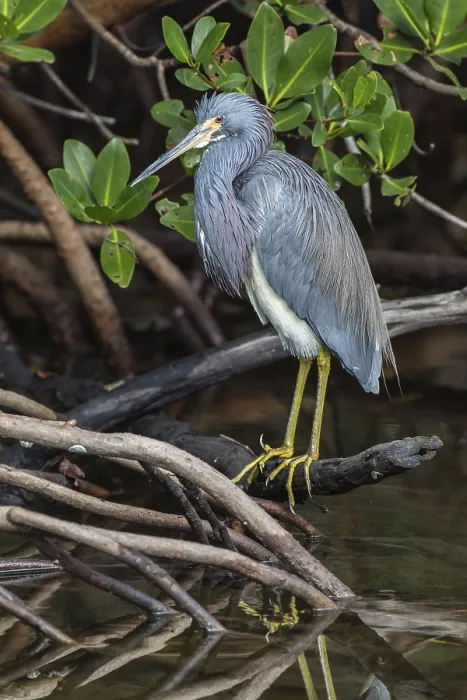 Framed Print : Tricolored Heron (Egretta tricolor), J