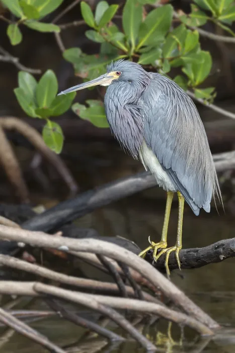 Framed Print : Tricolored heron (Egretta tricolor) by the water Framed Print : Tricolored heron (Egretta tricolor) by the water