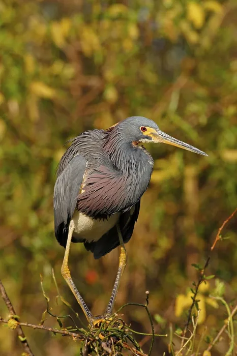 Framed Print : Tricolored heron, Herons, Animals
