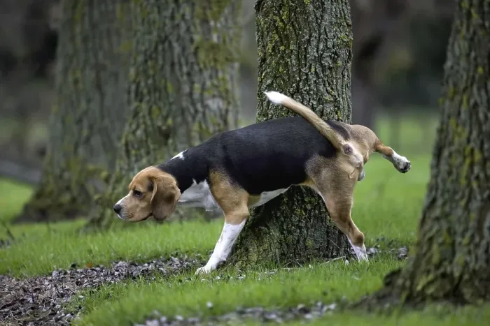 Framed Print : Tricolour Beagle dog urinates against tree in forest