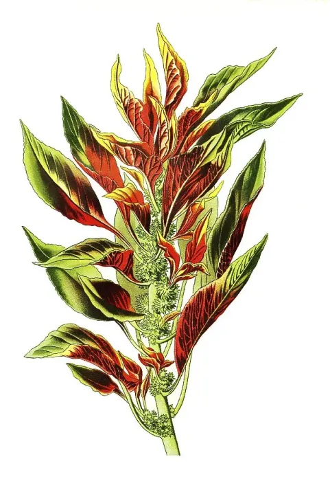 Framed Print : Tricolour, Variegated Amaranth (Amaranthus) Framed Print : Tricolour, Variegated Amaranth (Amaranthus)
