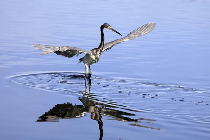Framed Print : Tricoloured Heron (Egretta tricolor)