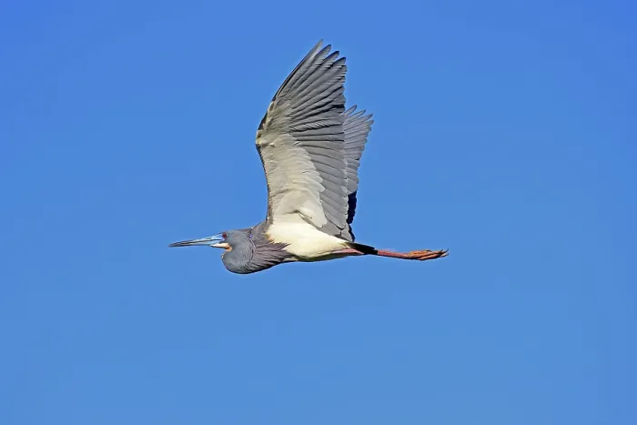 Framed Print : Tricoloured Heron (Egretta tricolor) Framed Print : Tricoloured Heron (Egretta tricolor)