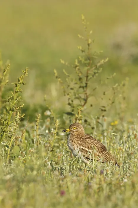 Framed Print : Triel, Stone Curlew, Stone-curlew