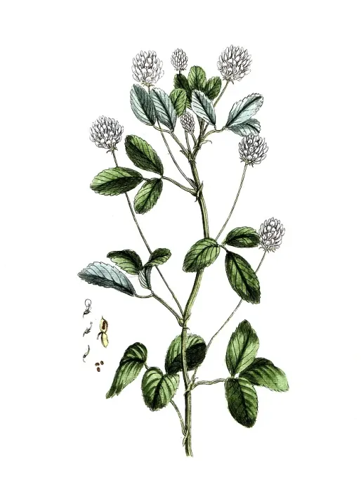 Framed Print : Trifolium melilotus coerulea, digital reproduction of a historical original