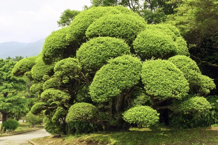 Framed Print : Well trimmed and arranged green bush in Japanese garden