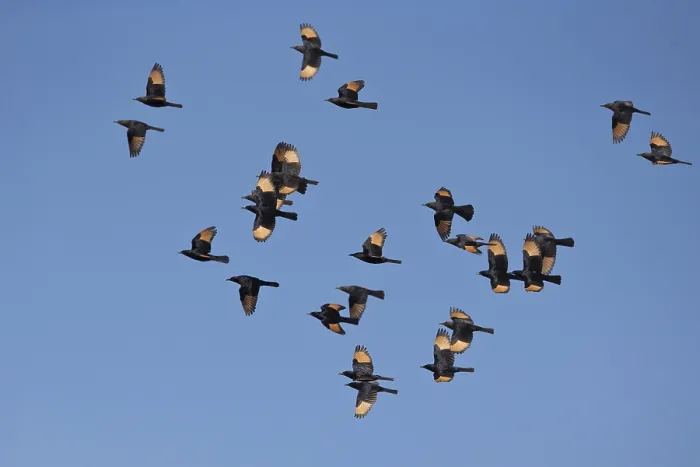 Framed Print : Tristram's Starling (Onychognathus tristramii) group flying Framed Print : Tristram's Starling (Onychognathus tristramii) group flying