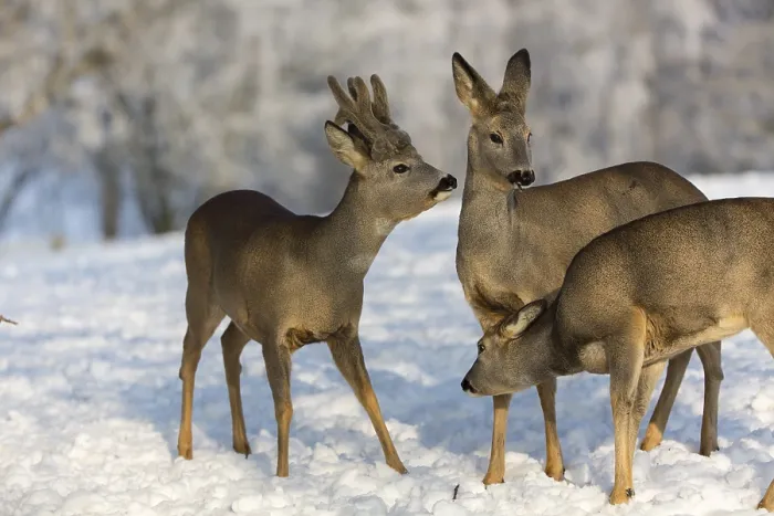 Framed Print : Triumvirat. Two female and one male Roe Deer