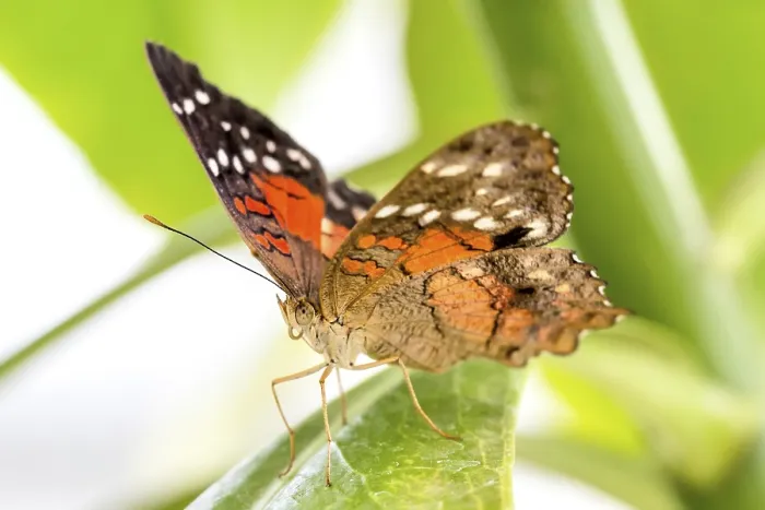 Framed Print : Tropical butterfly (Anartia amathea)