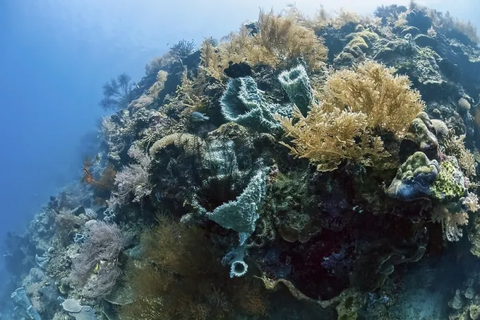 Framed Print : Tropical coral reef at Menjangan