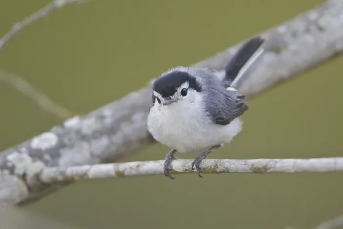 Framed Print : Tropical Gnatcatcher (Polioptila plumbea) Framed Print : Tropical Gnatcatcher (Polioptila plumbea)