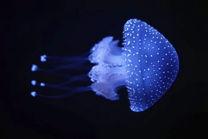 Framed Print : Tropical Jellyfish Phyllorhiza punctata white-spotted jellyfish aka floating bell Framed Print : Tropical Jellyfish Phyllorhiza punctata white-spotted jellyfish aka floating bell
