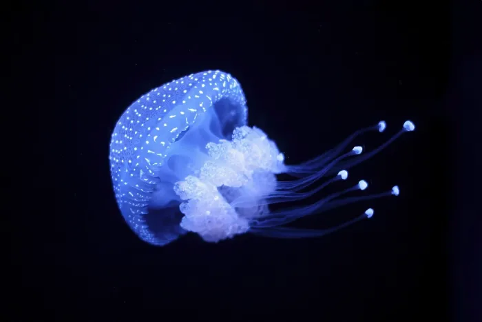Framed Print : Tropical Jellyfish Phyllorhiza punctata white-spotted jellyfish aka floating bell