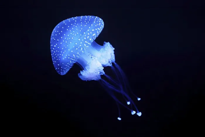 Framed Print : Tropical Jellyfish Phyllorhiza punctata white-spotted jellyfish aka floating bell Framed Print : Tropical Jellyfish Phyllorhiza punctata white-spotted jellyfish aka floating bell