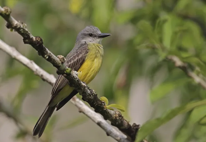 Framed Print : Tropical kingbird (Tyrannus melancholicus satrapa) Framed Print : Tropical kingbird (Tyrannus melancholicus satrapa)