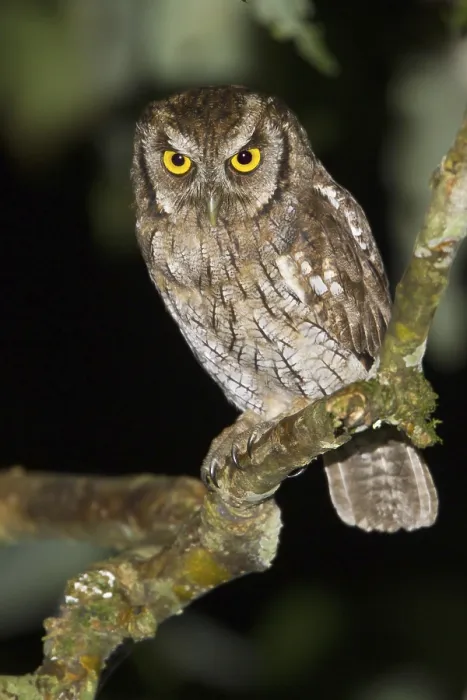 Framed Print : Tropical Screech Owl (Megascops choliba)