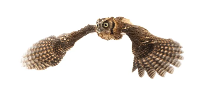 Framed Print : Tropical screech owl, Megascops choliba