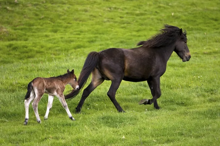 Framed Print : Trotting mother mare with foal