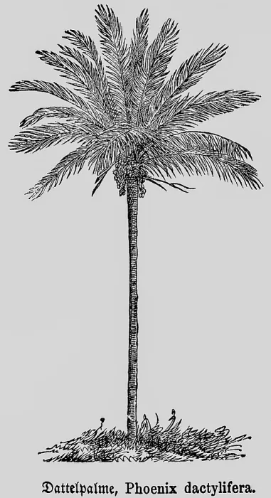Framed Print : True date palm (Phoenix dactylifera L)