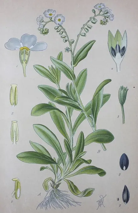 Framed Print : True forget-me-not (Myosotis scorpioides)
