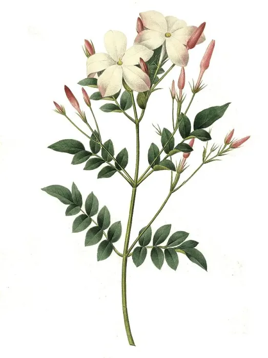 Framed Print : True jasmine or common jasmine (Jasminum officinale) Framed Print : True jasmine or common jasmine (Jasminum officinale)