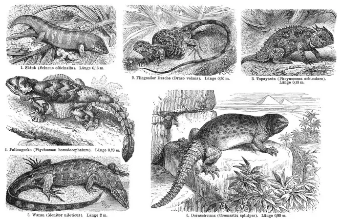 Framed Print : True lizards, historical graphic representation