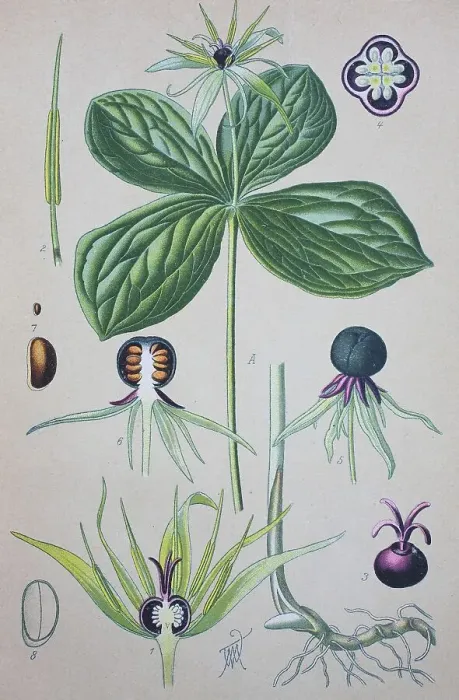 Framed Print : True lover's knot (Paris quadrifolia) Framed Print : True lover's knot (Paris quadrifolia)